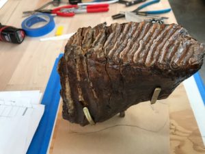 Mastadon Molar