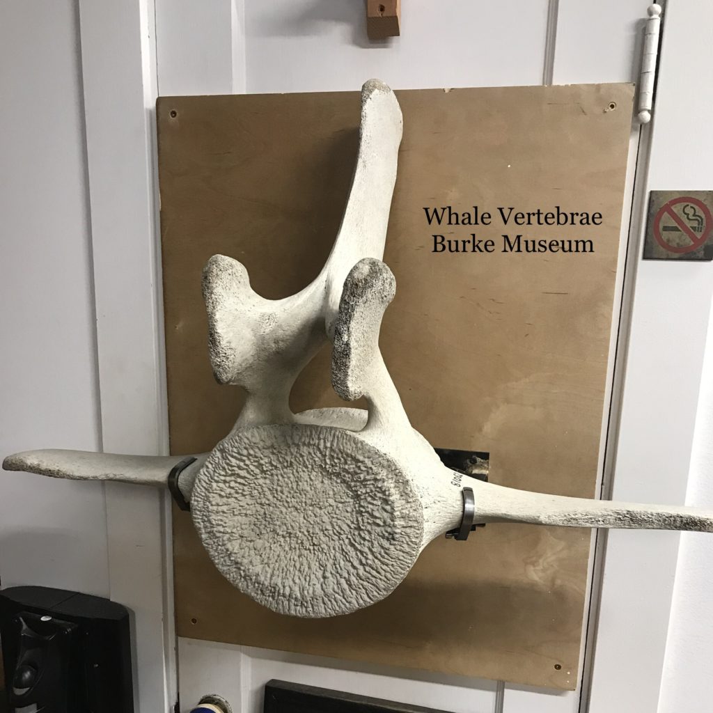 Burke Museum Whale Vertebrae
