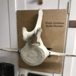 Burke Museum Whale Vertebrae